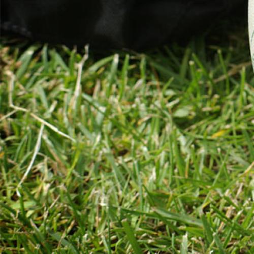 Almost half of the Brisbane Broncos test positive to Covid-19