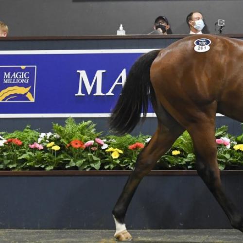 Four horses sell for more than $1M on Day 2 of Magic Millions Yearling Sale