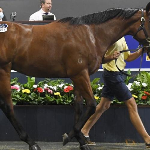 Four horses sell for more than $1M on Day 2 of Magic Millions Yearling Sale