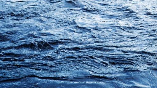 RSPCA probe after 10 dogs spotted on Gold Coast boat