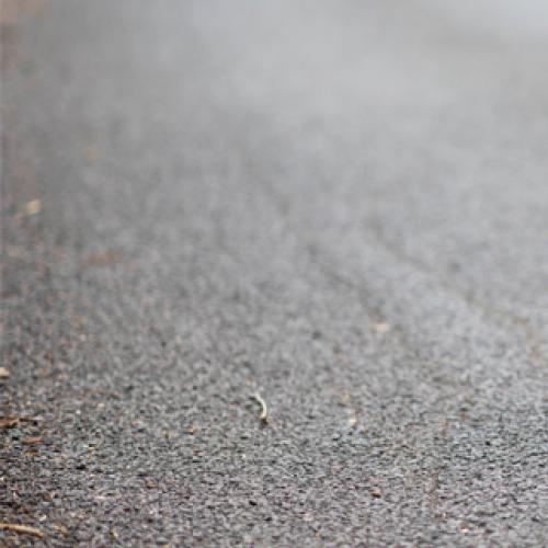 New measures to reduce koala deaths on Gold Coast roads