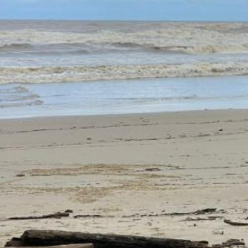 ‘Udderly’ confused cow strolls popular Coast beach
