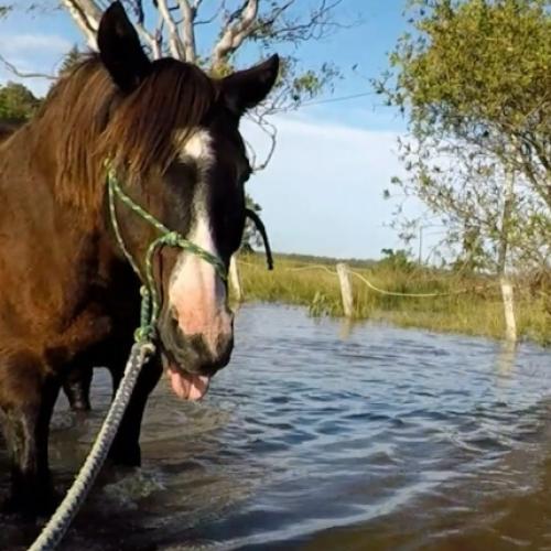 WATCH: Australian Outback Spectacular team rescue 23 horses from floodwaters in Ballina