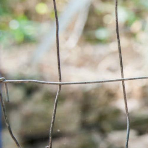 Pronged dog collars banned in Queensland