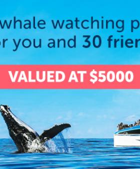 Win a whale watching private charter for you and 30 friends!