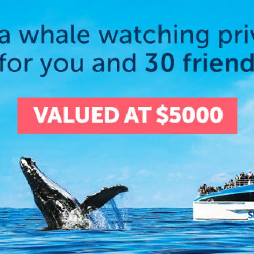 Win a whale watching private charter for you and 30 friends!