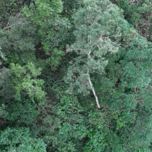 Major Gold Coast hinterland road could be closed for up to 2 years
