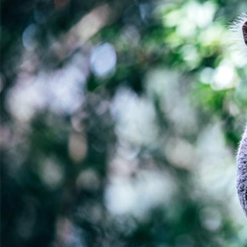 Qld govt announces MILLIONS in funding for Koalas, threatened species