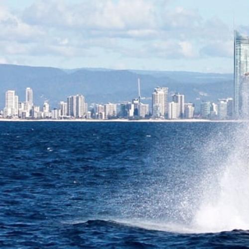 WATCH: Gold Coast in for bumper whale watching season, says Sea World Cruises