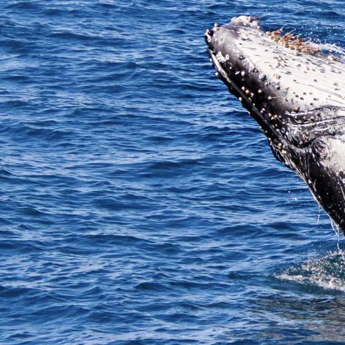 The Gold Coast sees a vast jump in whale sightings amid a booming humpback whale population