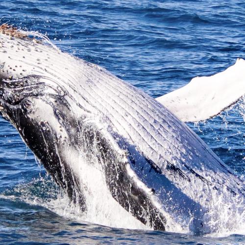 The Gold Coast sees a vast jump in whale sightings amid a booming humpback whale population