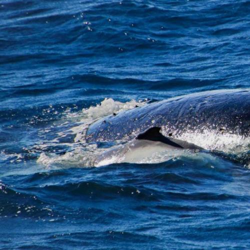 First newborn humpback whale seen in the Gold Coast for 2022