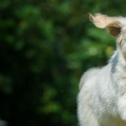 Dog people less lonely more mindful: study