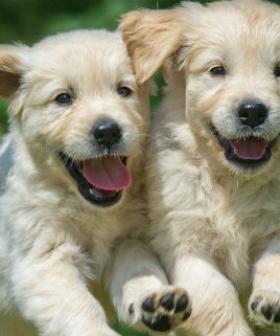 The most popular dog names for 2023 have been revealed!