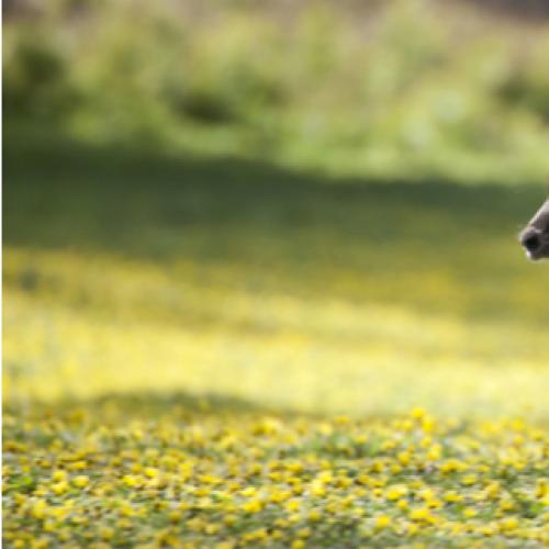 Girl seriously injured after being attacked by kangaroo