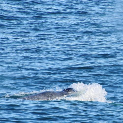Two incredible unique whale encounters on the Gold Coast.