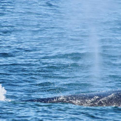 Two incredible unique whale encounters on the Gold Coast.