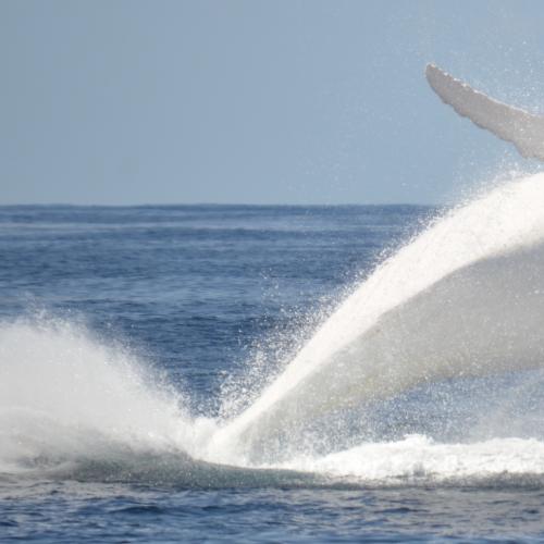 Water users are reminded of whale watching regulations as the Gold Coast heads into peak baby humpback season