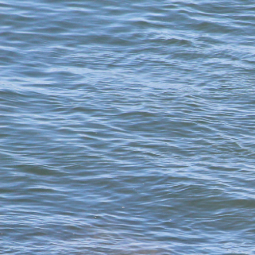 WATCH: Seal spotted swimming along Gold Coast beach