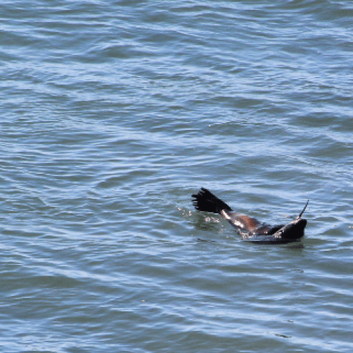 WATCH: Seal spotted swimming along Gold Coast beach