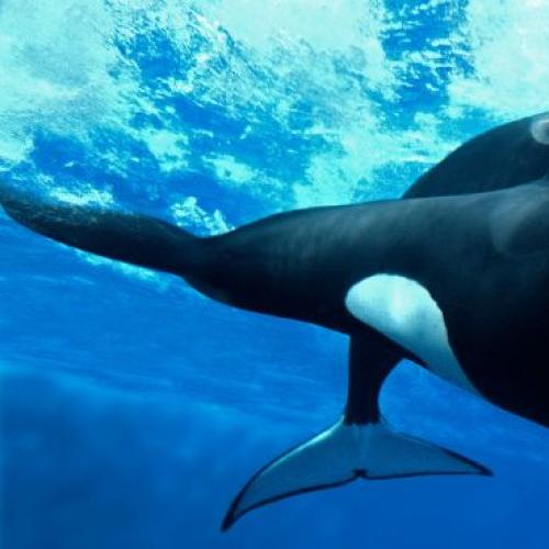 An extraordinary encounter with killer whales on the Gold Coast