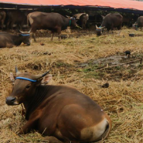 Border closure calls amid biosecurity risk