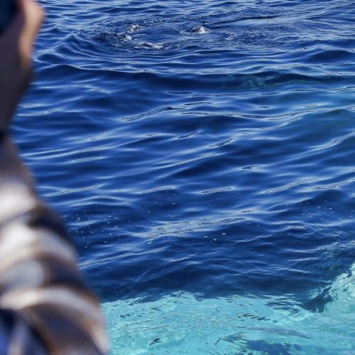 Another two humpback whales are caught in shark nets, taking the total of nine incidents this season