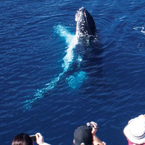 Thrilled whale watchers experience the beginning of the humpback mugging season