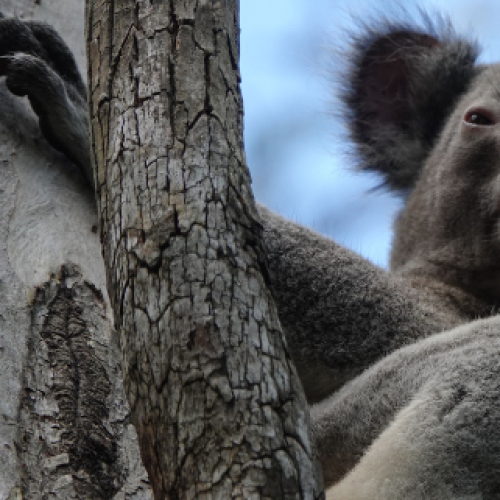 Gold Coasters urged to take care as koala breeding season begins
