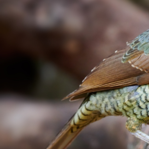 Alert to GC hinterland residents following spate of bird deaths