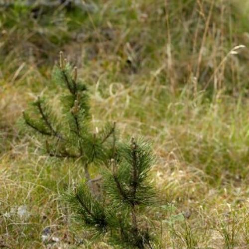 “Horrific” Dog found dead, tied to tree in Qld bushland
