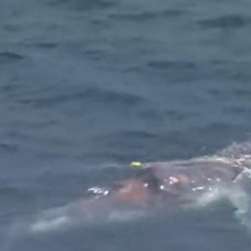 Whale caught in shark nets on the Gold Coast freed