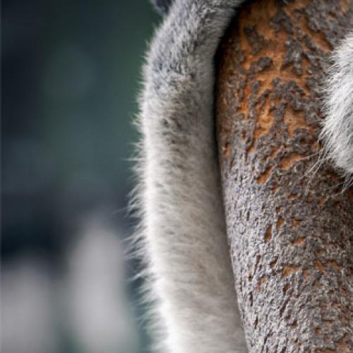 WATCH: How to keep koalas safe this breeding season