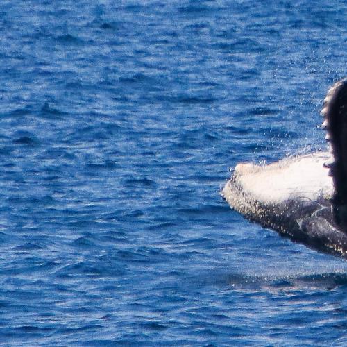 The Gold Coast Seaway encounters a rare wildlife feeding spectacle