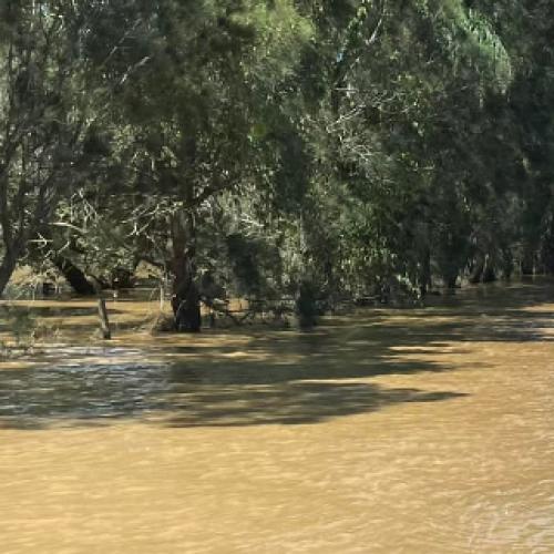 NSW clean-up continues as death toll grows