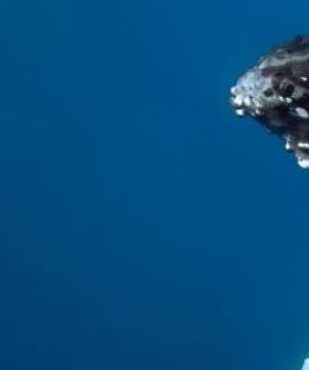 Gold Coast Bay is becoming a humpback whale creche