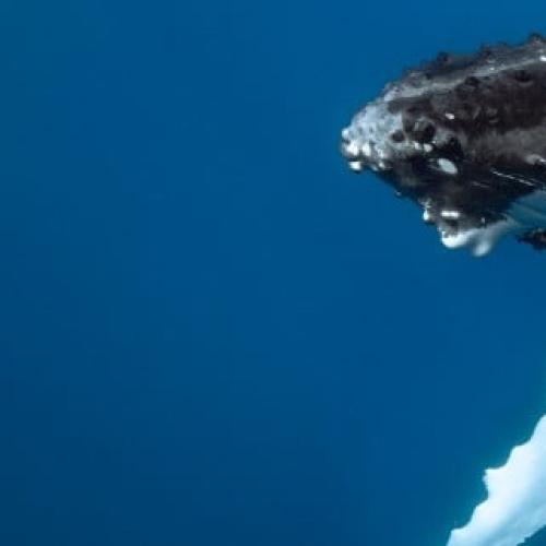 Gold Coast Bay is becoming a humpback whale creche