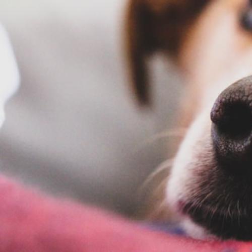 AWLQ gives urgent warning to QLD pet owners