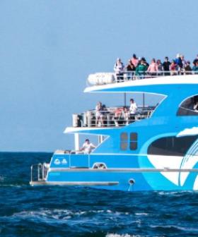 Whale Watching 2022 Season Wrap Up