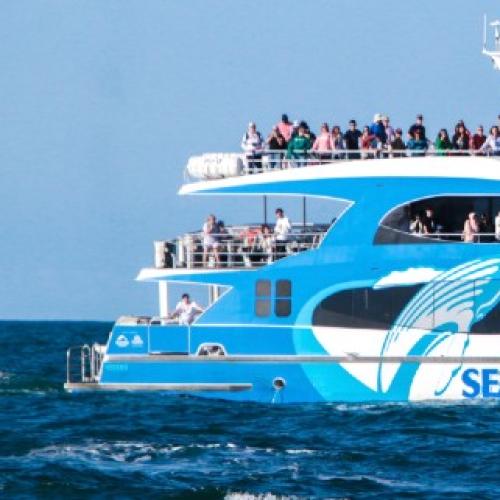 Whale Watching 2022 Season Wrap Up