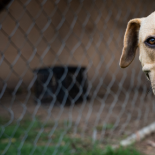 Pet fees reduced at RSPCA Qld as adoption interest declines