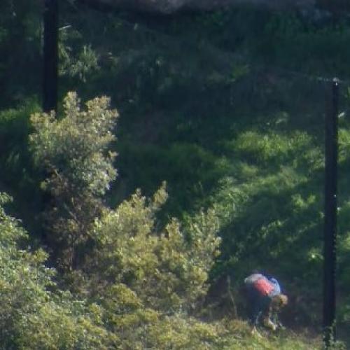 BREAKING: Five lions break free from enclosure at Taronga Zoo
