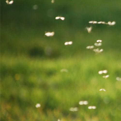 Gold Coast Council ramps up attack on mosquitos