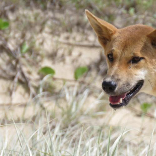 Boy in Qld hospital, dingo ‘jumped’ him