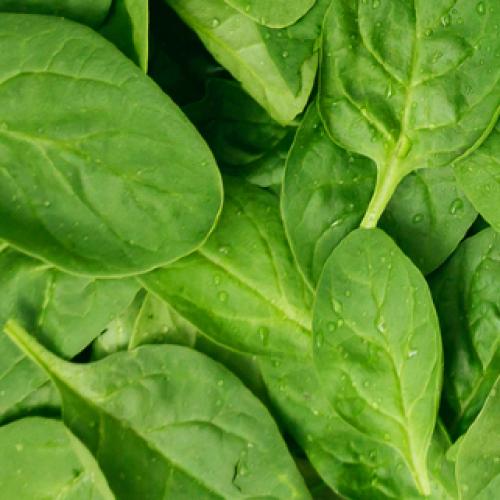 Spinach contamination warning issued