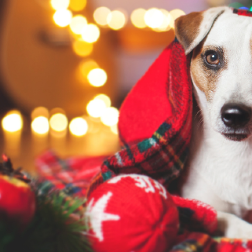RSPCA’s Naughty and Nice list for your pets this Christmas
