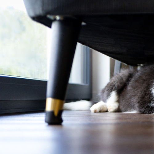 AWLQ tips to keep your pets safe on New Year’s Eve