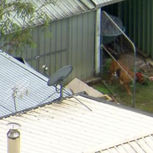 Dogs in fatal Qld mauling euthanised
