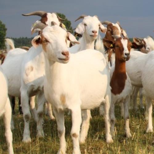 Truck driver charged after mowing down, killing 86 goats in NSW