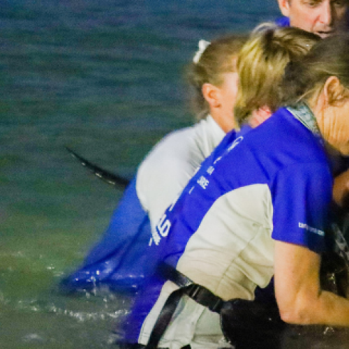 WATCH: Sea World team rescue entangled dolphin on QLD beach